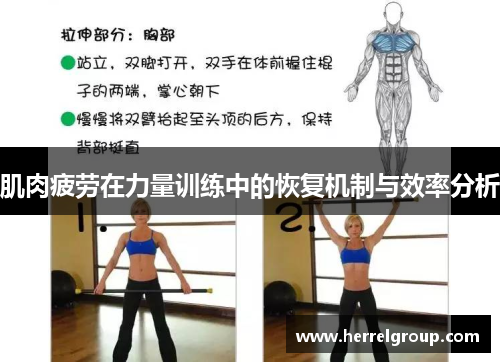 肌肉疲劳在力量训练中的恢复机制与效率分析